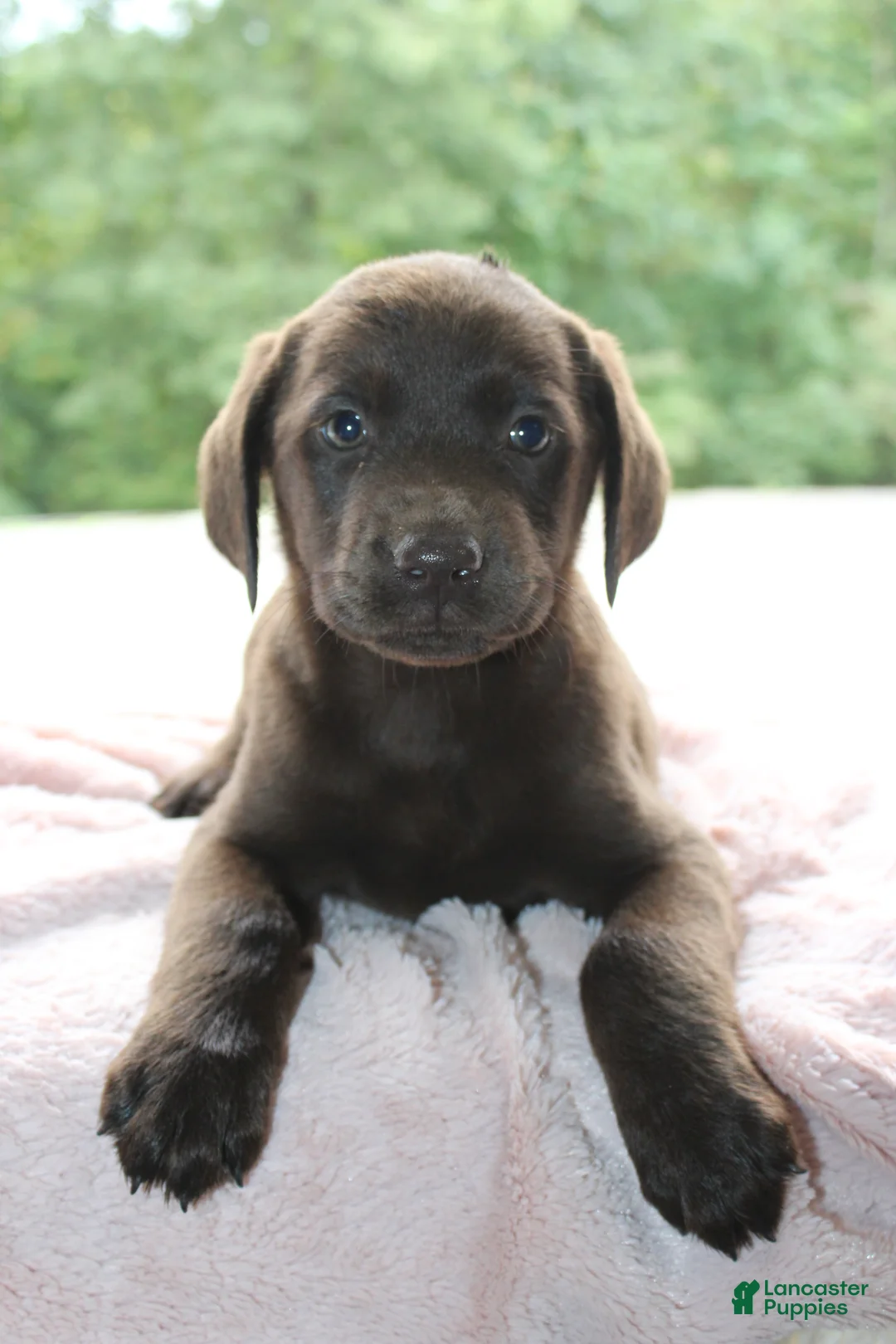 Labrador Retriever dogs for sale: Blossom - Ad 2