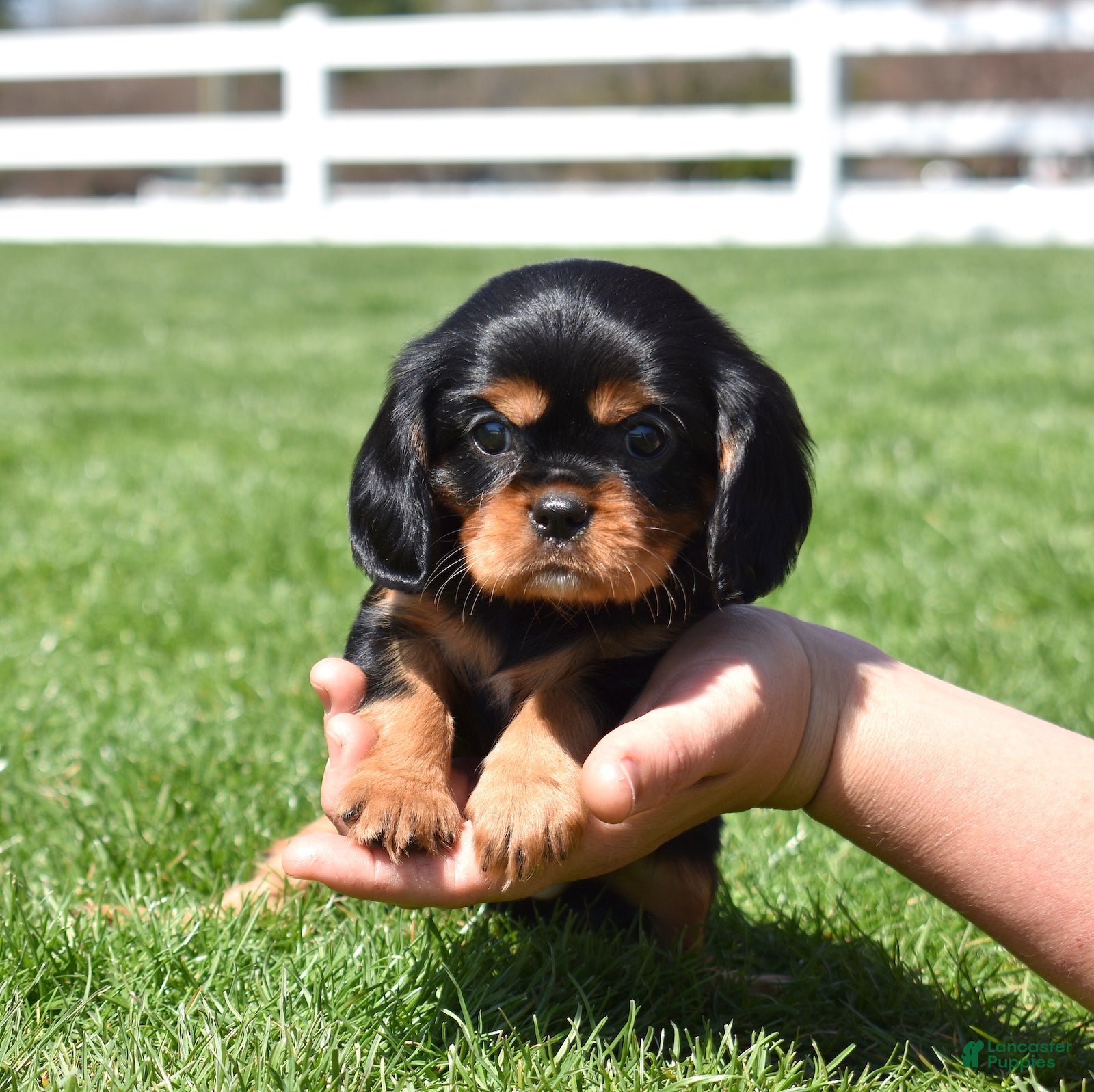 Cavalier King Charles Spaniel dogs Nora - Ad 1