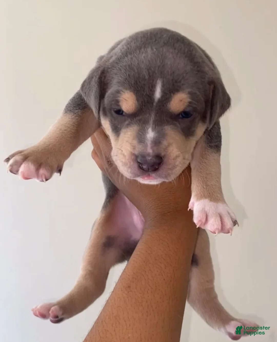 American Pit Bull Terrier dogs for sale: American Pit Bull Terrier Puppy 3 - Ad 1