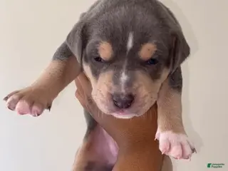 American Pit Bull Terrier dogs American Pit Bull Terrier Puppy 3 - Ad 26