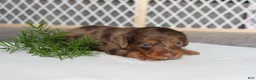 Miniature Dachshund dogs for sale: Patrickk - Ad 3