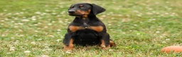 Doberman Pinscher dogs for sale: DIESEL - Ad 4