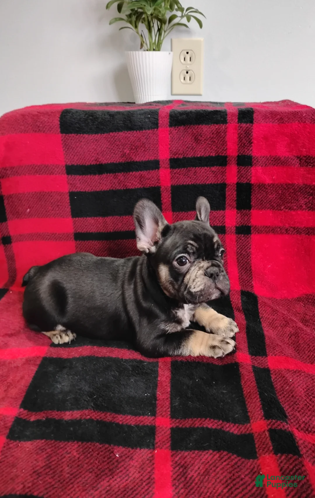 Mixed Breed dogs for sale: Johnny  - Ad 3