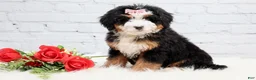 Mini Bernedoodle dogs for sale: Demi - Ad 3