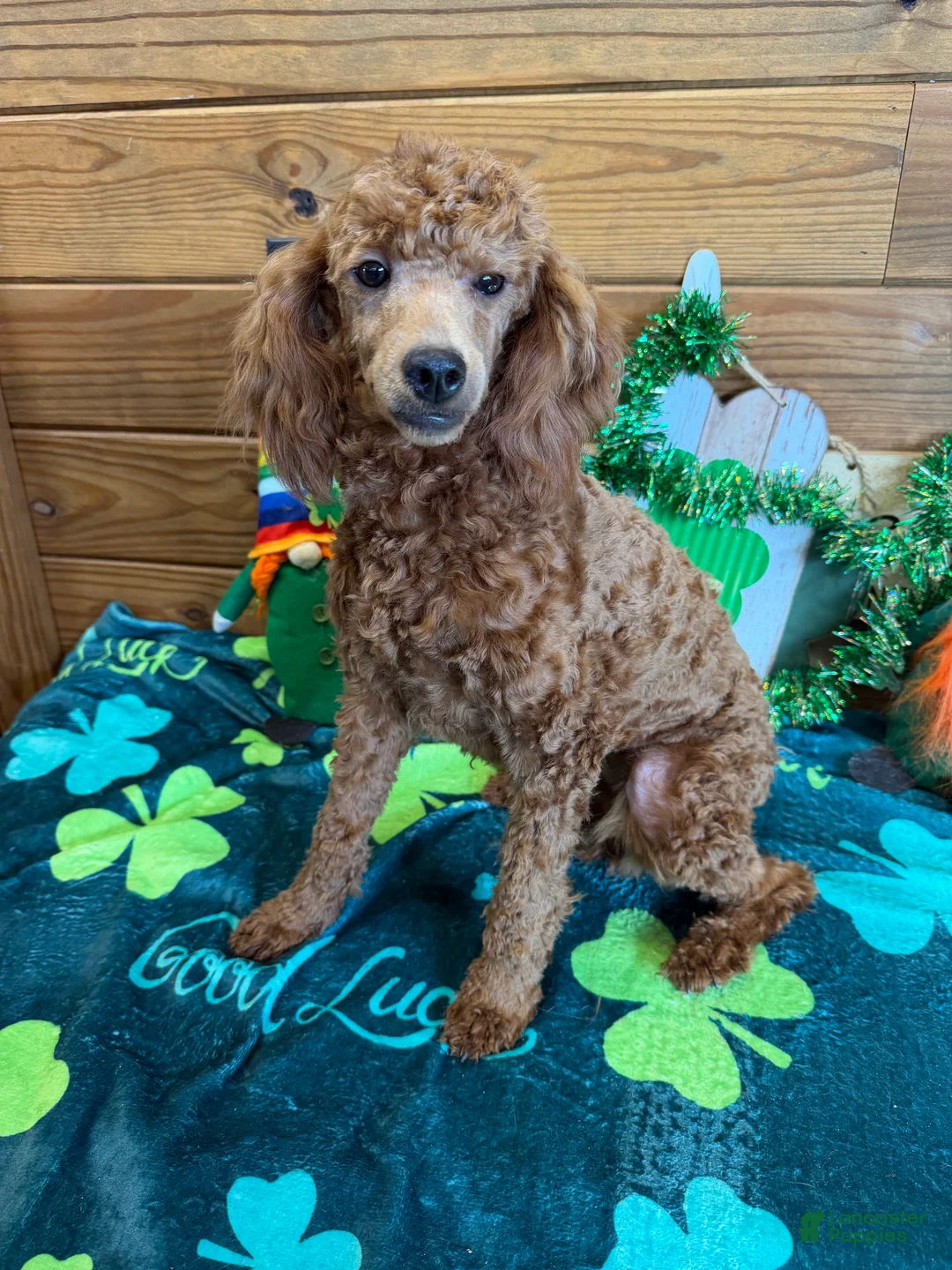 Miniature Poodle dogs for sale: Sophia - Ad 3
