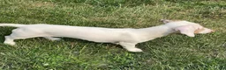 Dachshund dogs for sale: Moonie - Ad 4