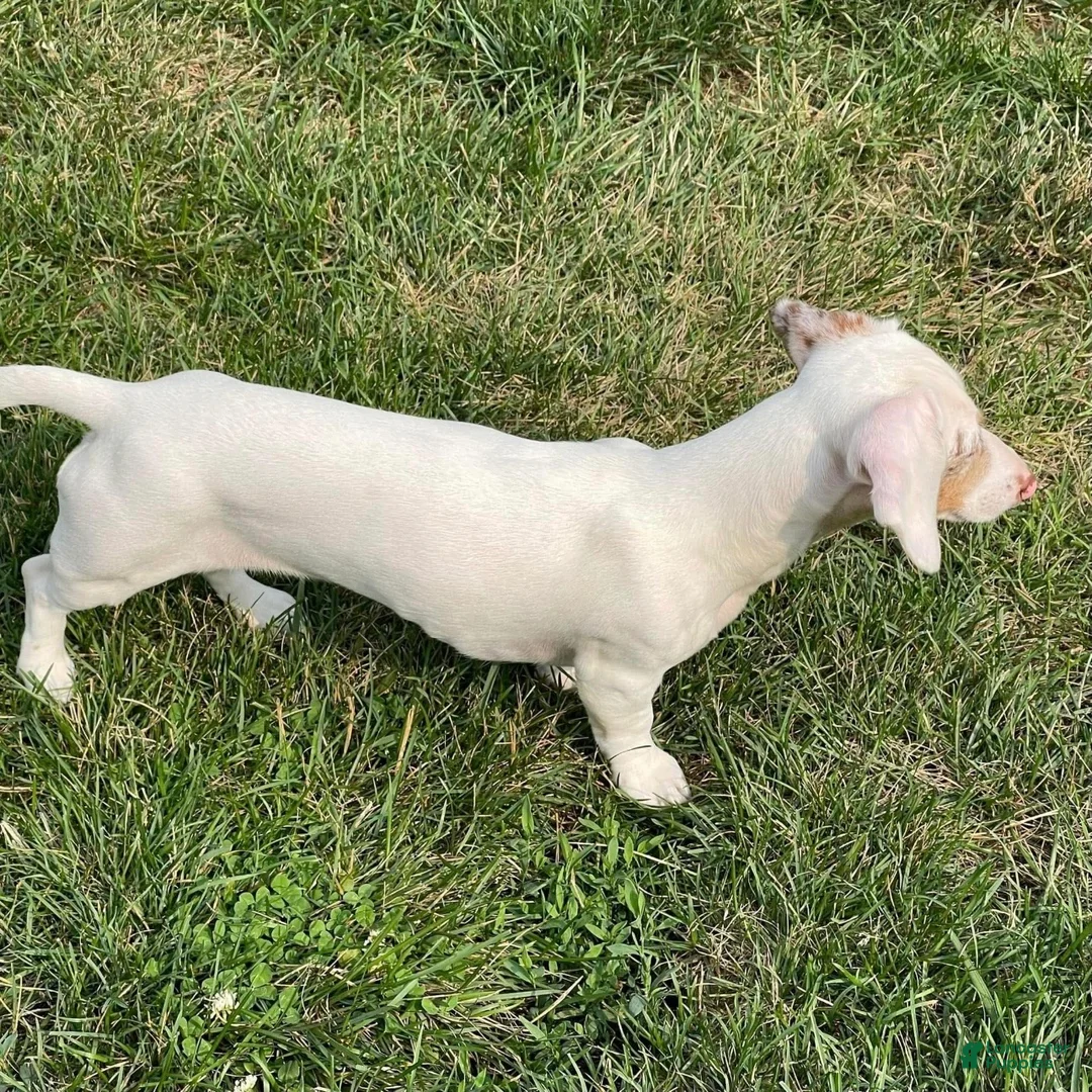 Dachshund dogs for sale: Moonie - Ad 4