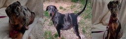 Catahoula Leopard Dog dogs for sale: Tala 2025 Female 2 - Ad 18
