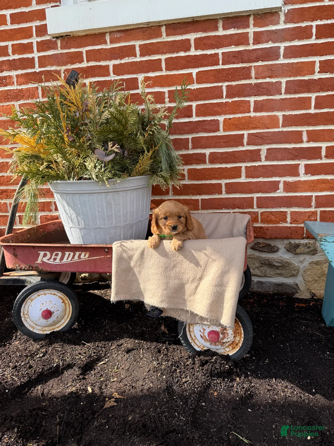 Miniature Golden Retriever dogs for sale: Miniature Golden Retriever Puppy 7 - Ad 3