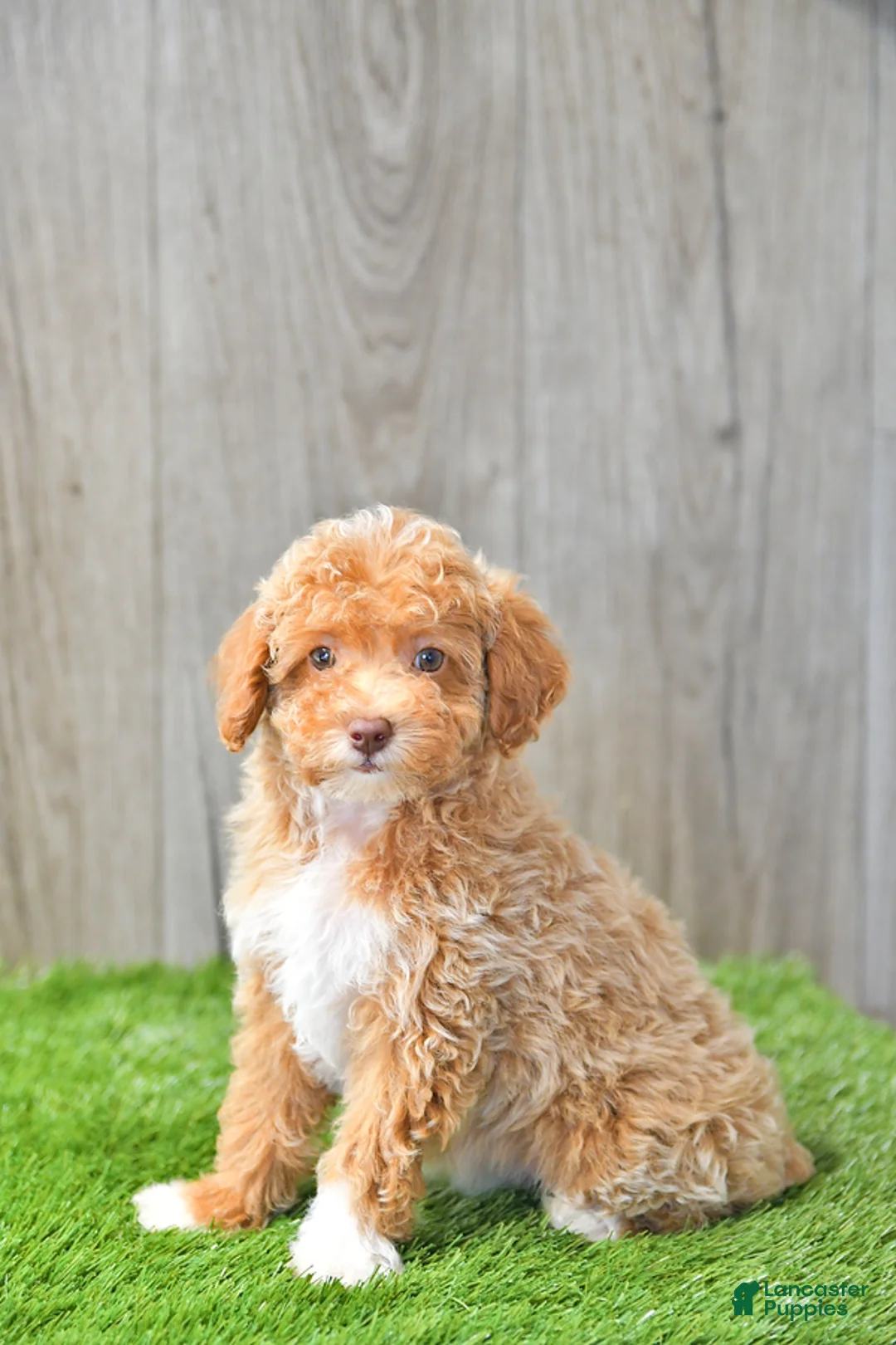 Gallery Image {{count}}