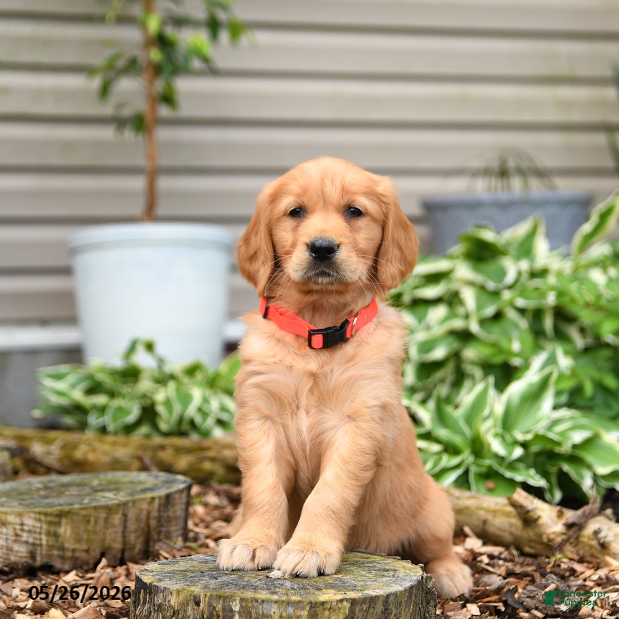 Golden Retriever dogs Gigi - Ad 2