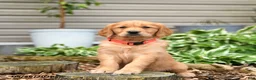 Golden Retriever dogs for sale: Gigi - Ad 2