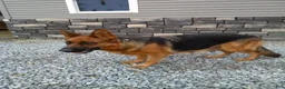 German Shepherd dogs for sale: German Shepherd 2 - Ad 7