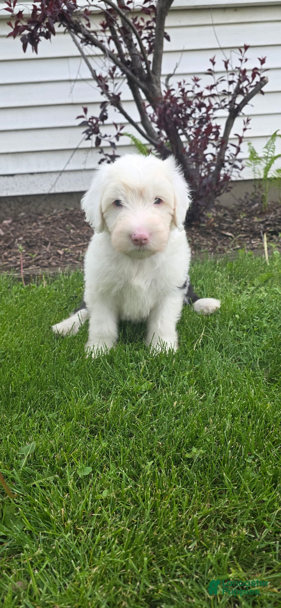 Old English Sheepdog dogs Daisy - Ad 3