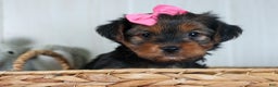 Yorkshire Terrier dogs for sale: CASSIE - Ad 11