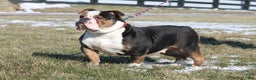 Olde English Bulldogge dogs for sale: Bluegates BOSS HOGG - Ad 7