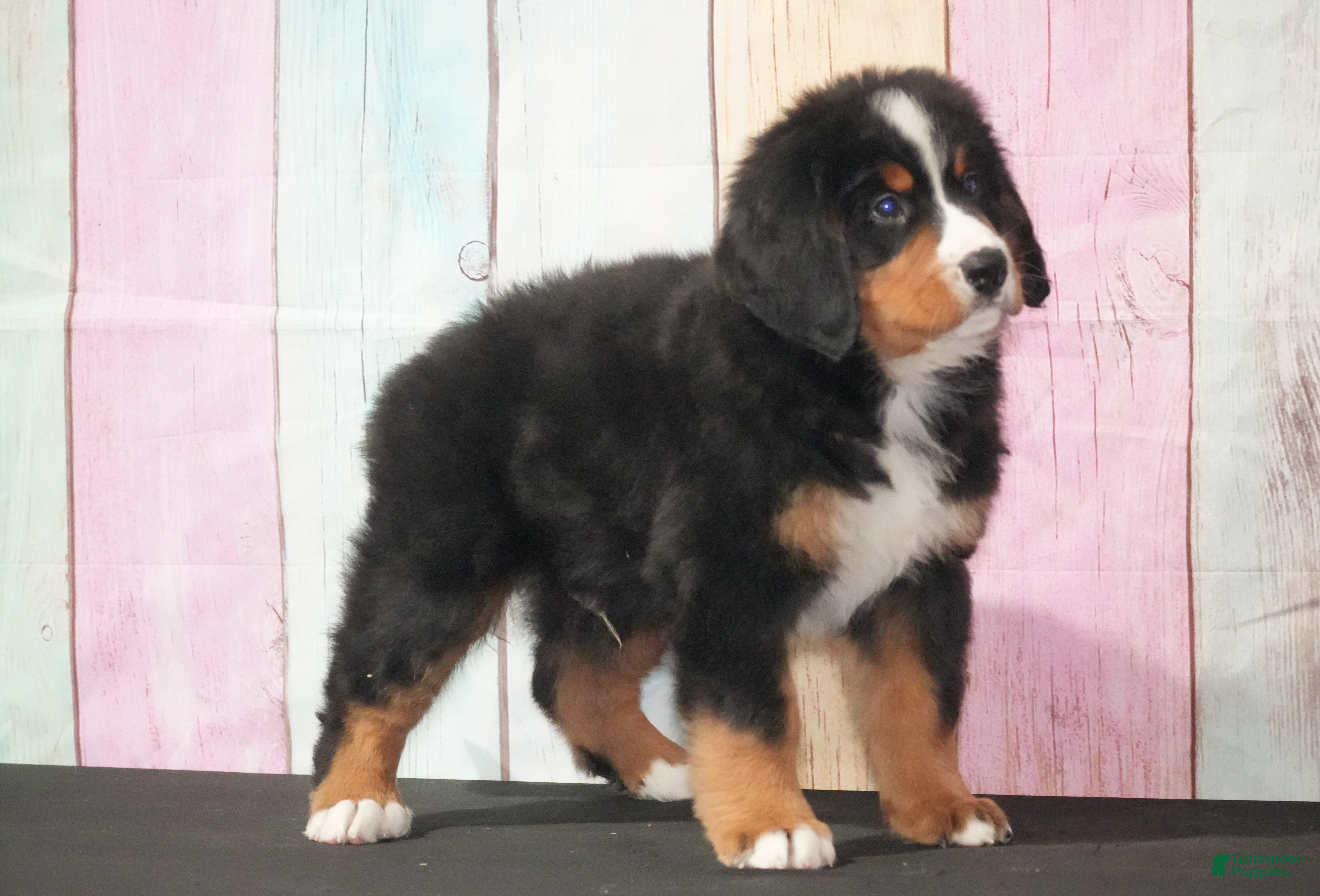Bernese Mountain Dog dogs Bernese Mountain Dog Puppy 3 - Ad 29