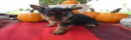 Yorkshire Terrier dogs for sale: Yorkshire Terrier 2 Monroe - Ad 2