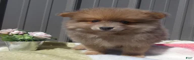 Pomeranian Puppy 2 Baxter