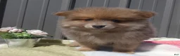 Pomeranian dogs for sale: Pomeranian Puppy 2 Baxter - Ad 1