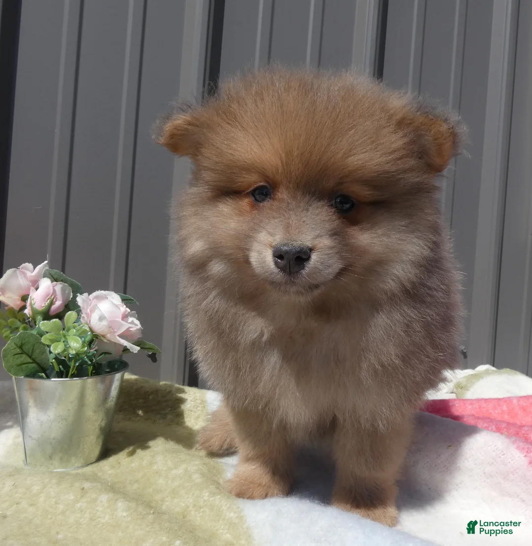 Pomeranian dogs for sale: Pomeranian Puppy 2 Baxter - Ad 1