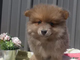 Pomeranian dogs Pomeranian Puppy 2 Baxter - Ad 36