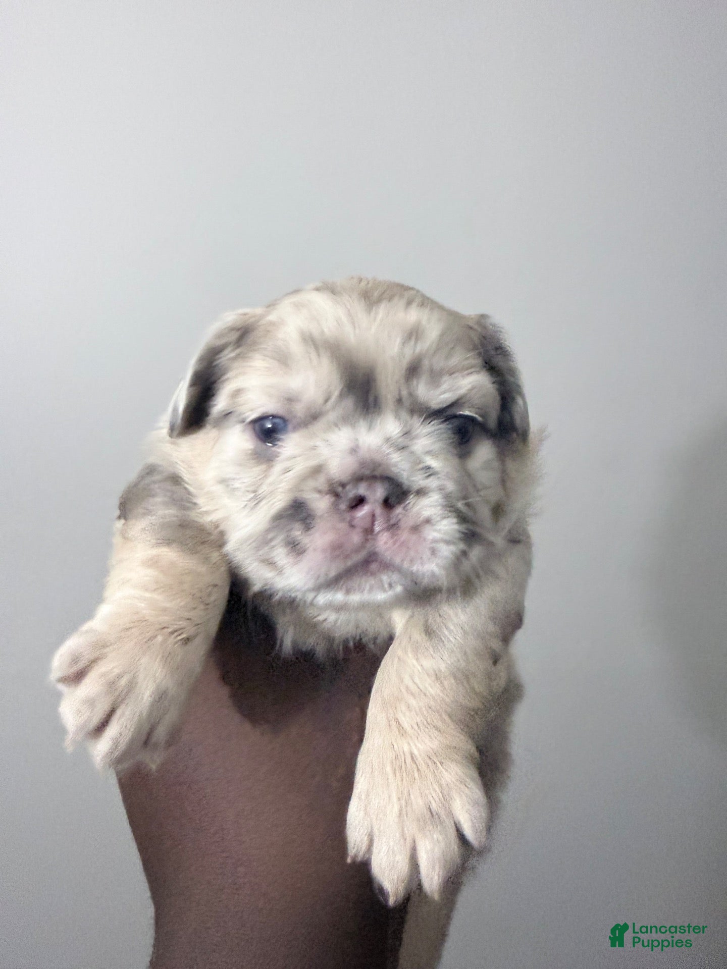French Bulldog dogs Milky Way  - Ad 6