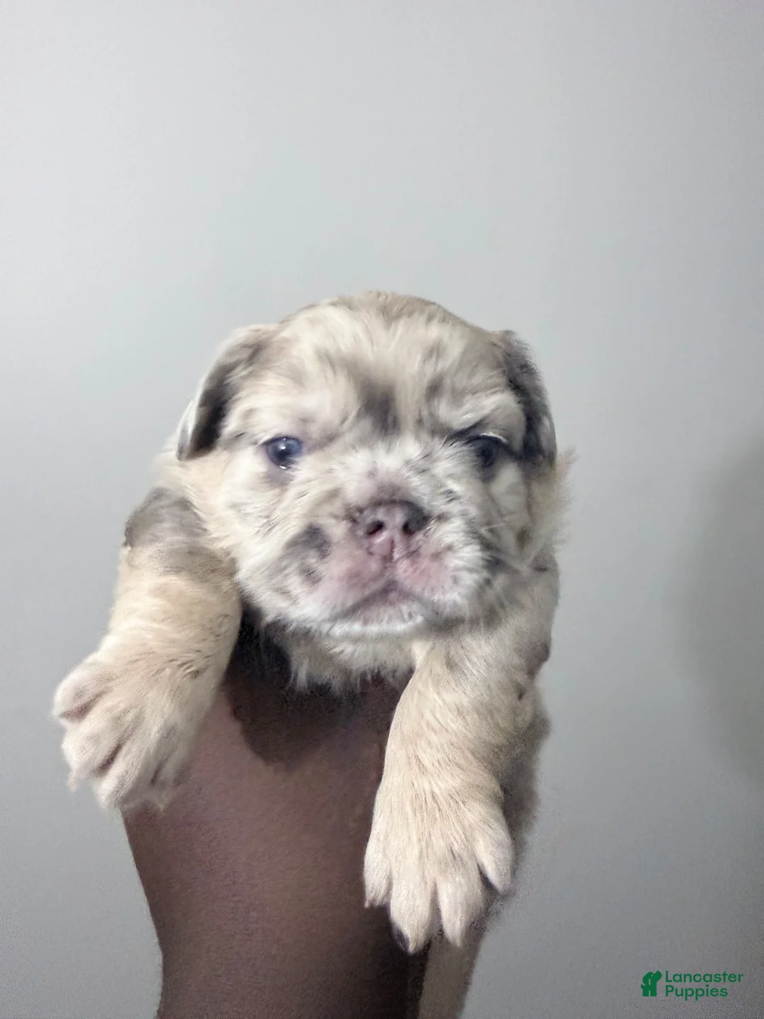 French Bulldog dogs for sale: Milky Way  - Ad 1