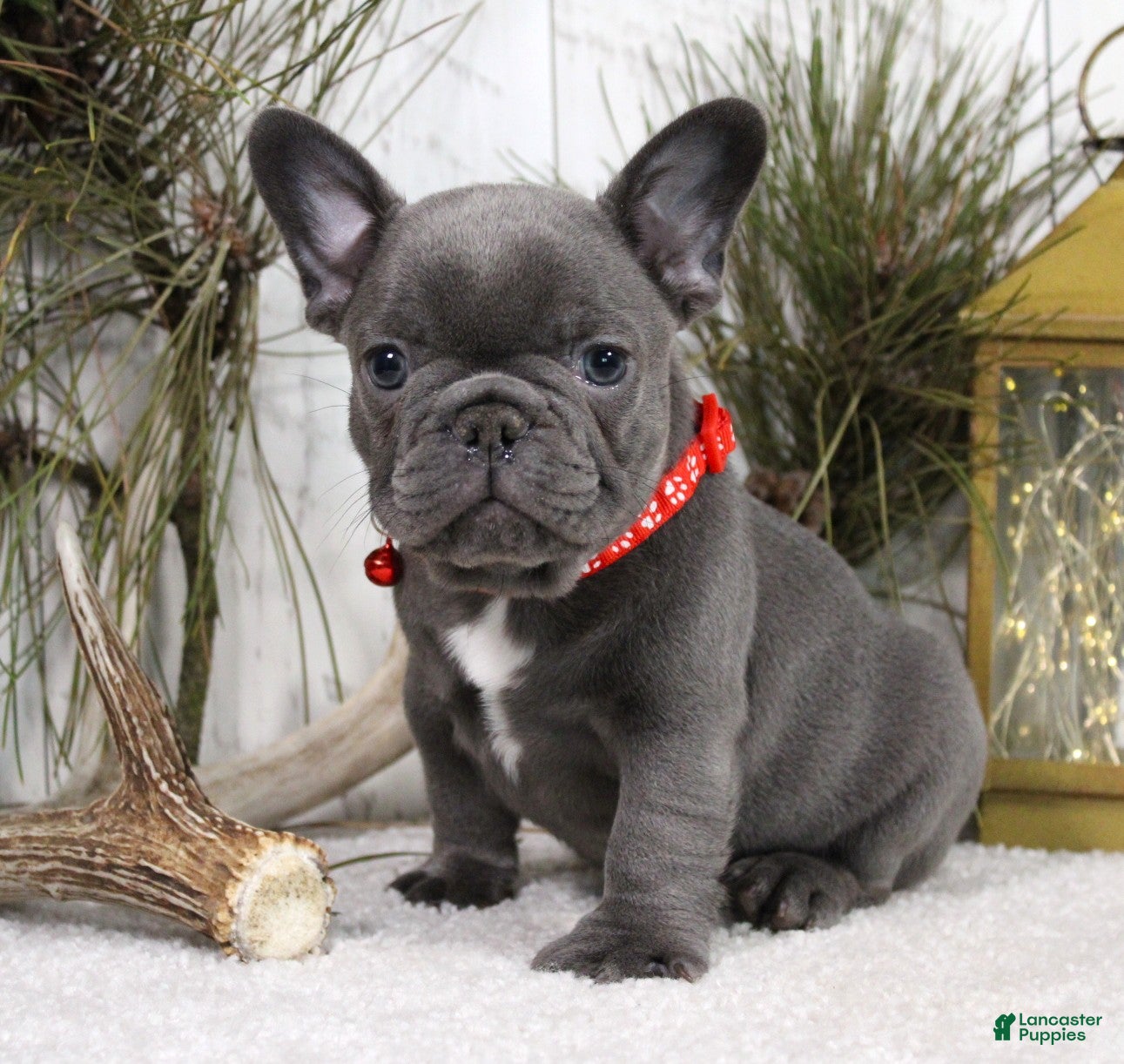 French Bulldog dogs King - Ad 7