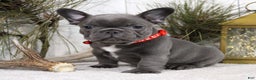 French Bulldog dogs for sale: King - Ad 1