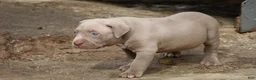 American Bully dogs for sale: Pheonix - Ad 6