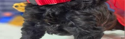 Cockapoo dogs for sale: Tinkerbell - Ad 15