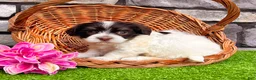 Havanese dogs for sale: Carmen - Ad 3