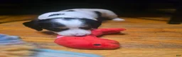Miniature Dachshund dogs for sale: Piglet - Ad 19