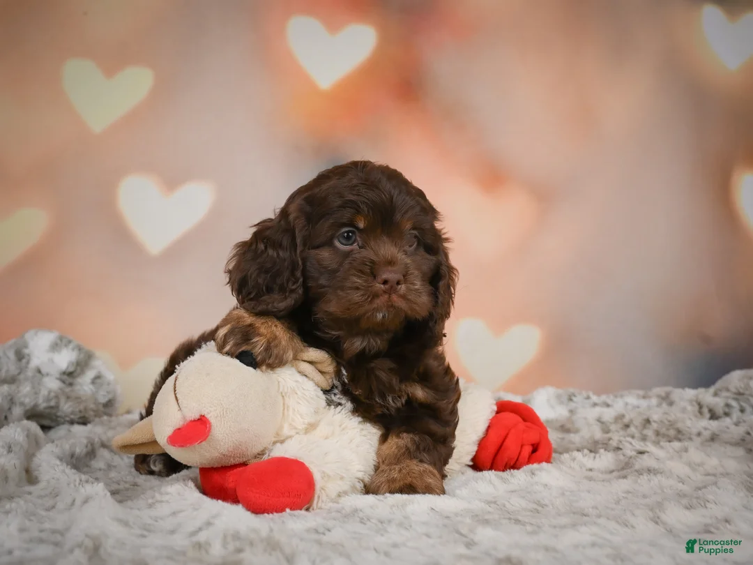 Cockapoo dogs for sale: Scarlet - Ad 15