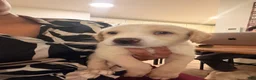 Mixed Breed dogs for sale: Dash - Ad 6