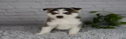 Pomsky dogs for sale: Trevor - Ad 5