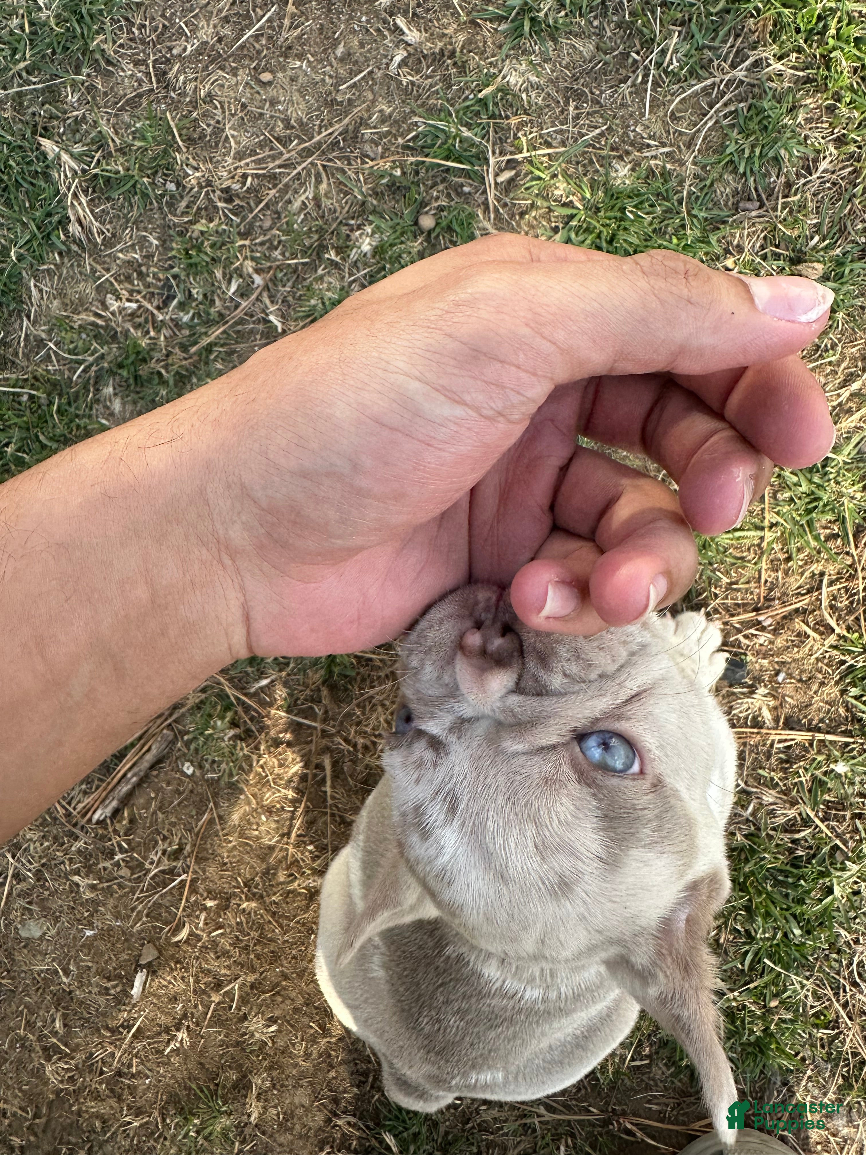 French Bulldog dogs French Bulldog Puppy 2 - Ad 1