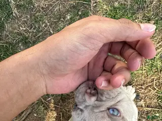 French Bulldog dogs French Bulldog Puppy 2 - Ad 1