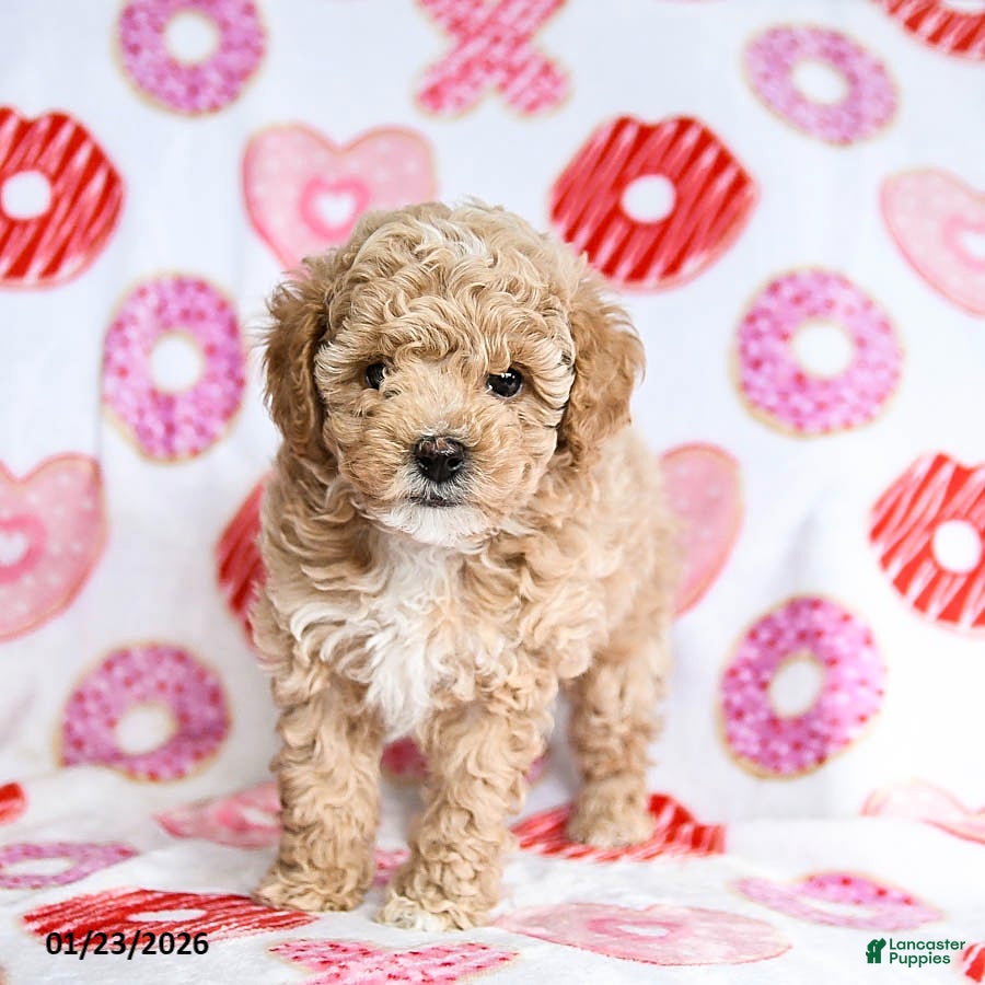 Toy Poodle dogs Jinx - Ad 35