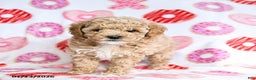 Toy Poodle dogs for sale: Jinx - Ad 1