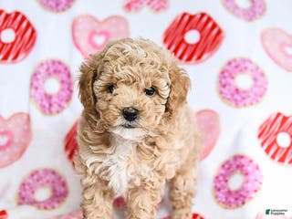 Toy Poodle dogs Jinx - Ad 35