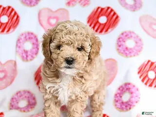 Toy Poodle dogs Jinx - Ad 32