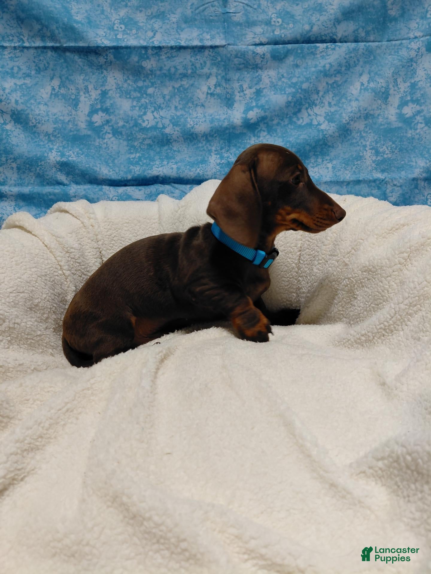 Miniature Dachshund dogs Tony - Ad 2