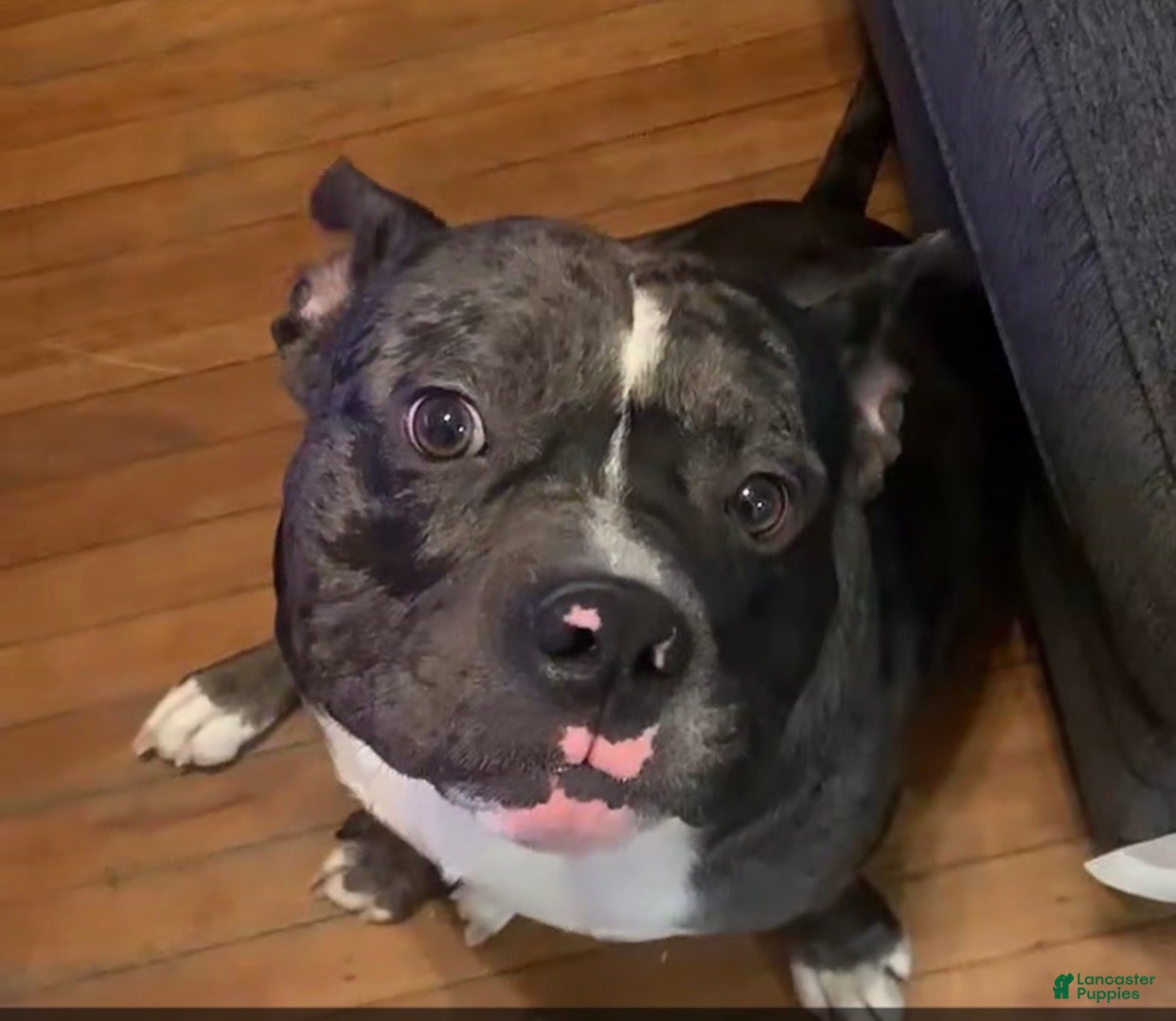 American Bully dogs Pocket Bully Ace - Ad 3