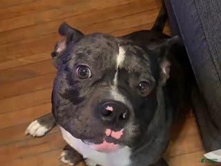 American Bully dogs Pocket Bully Ace - Ad 3