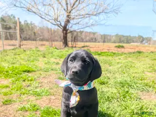 Labrador Retriever dogs Labrador Retriever Puppy 8 - Ad 20