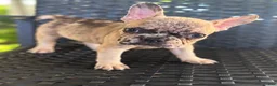 French Bulldog dogs for sale: MJ - Ad 6