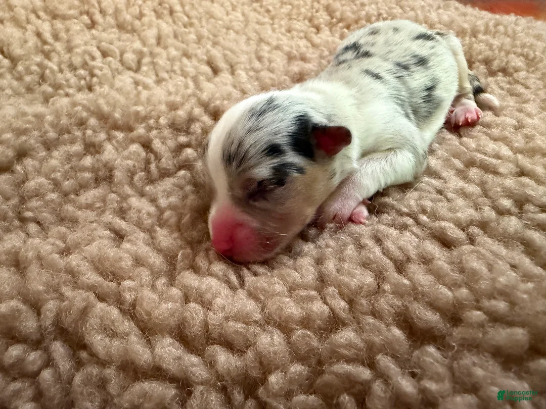 Mixed Breed dogs for sale: Sally - Ad 2