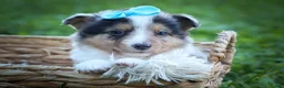 Mixed Breed dogs for sale: Graham🐶 - Ad 1